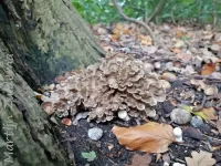 Eikhaas [Grifola frondosa]